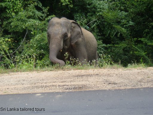 Photo: Roadside Elephant