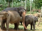 Image: Elephants